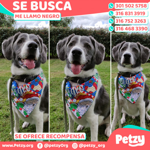 Foto de mascota Negro