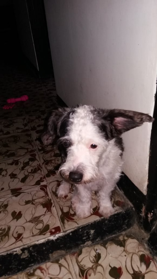 Peluche