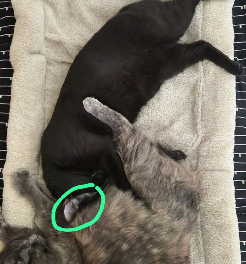Kuko