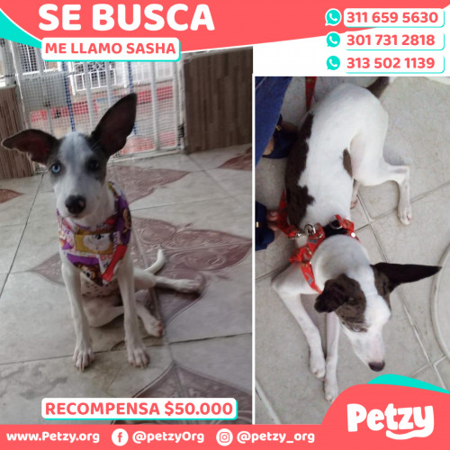 Foto de mascota Sasha