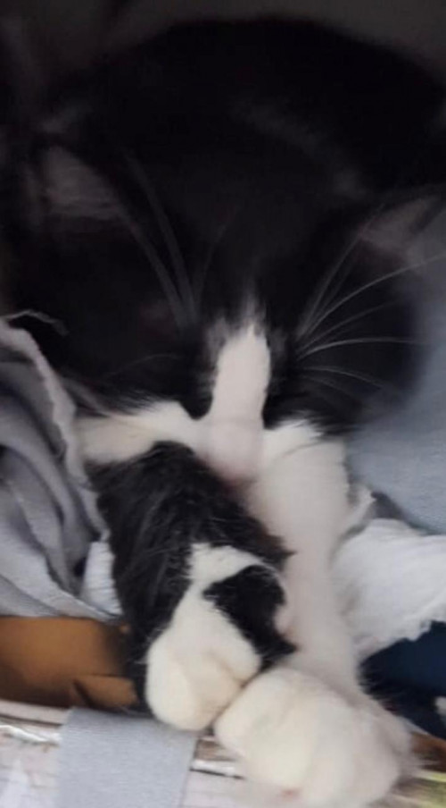 Pepa