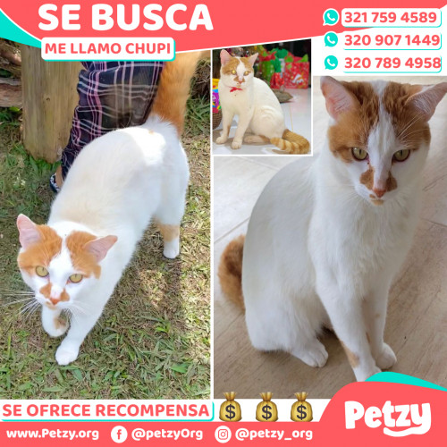 Foto de mascota Chupi