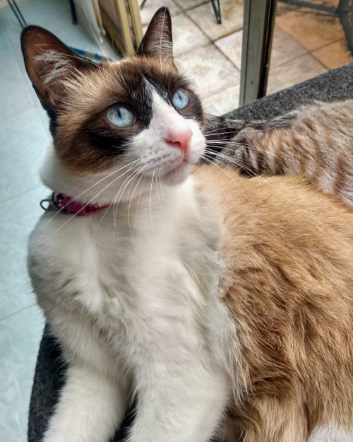 Bella