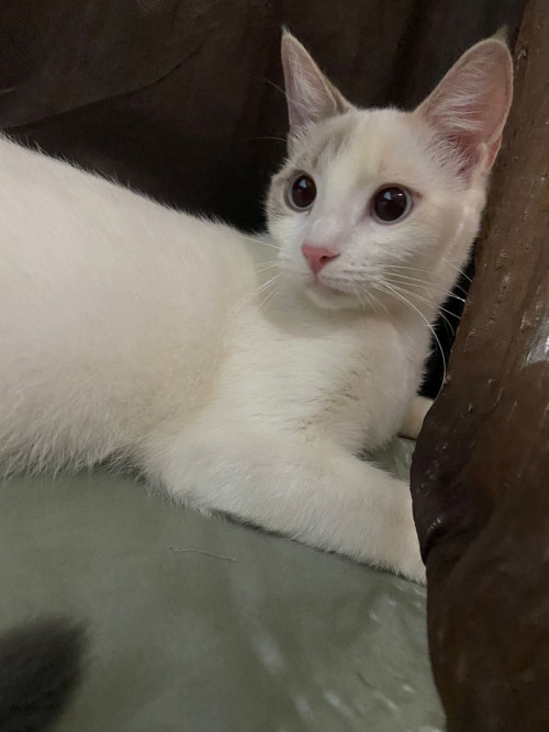 Nyx