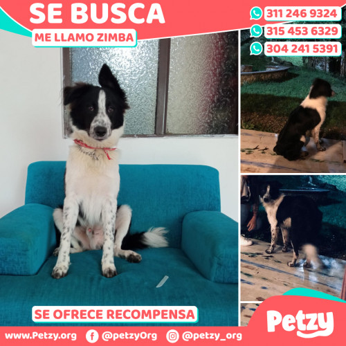 Foto de mascota Zimba