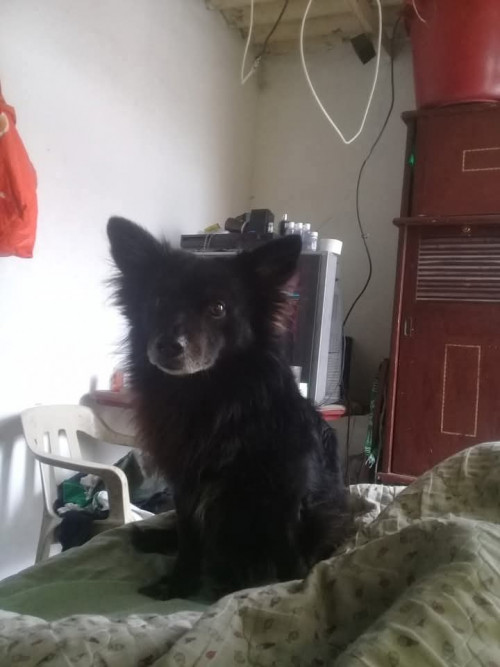 Motas