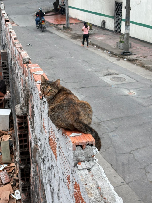 Lulú