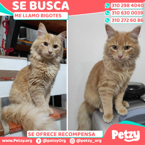 Foto de mascota Bigotes