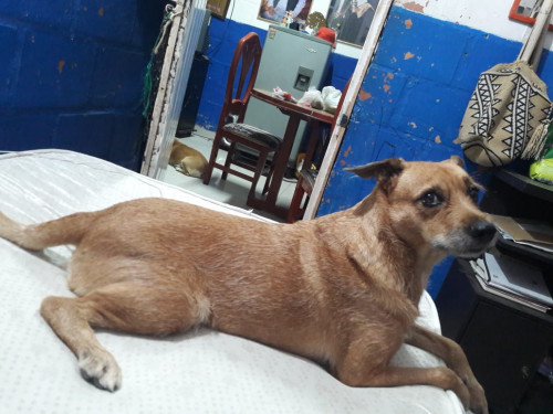 Perla