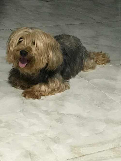 Bruno