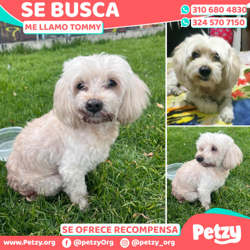 Foto de mascota Tommy