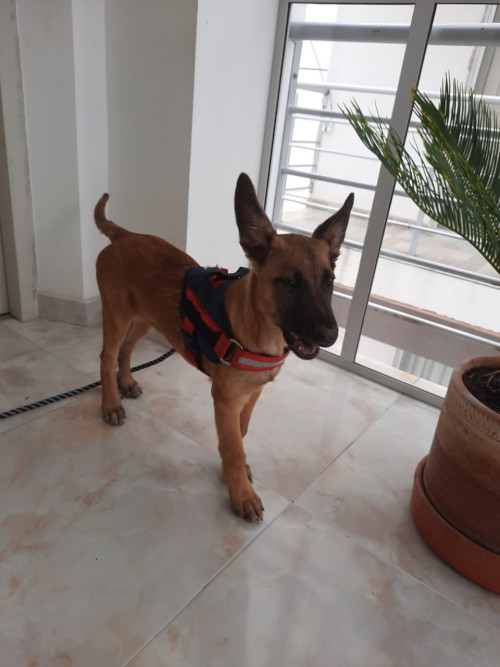 Ares