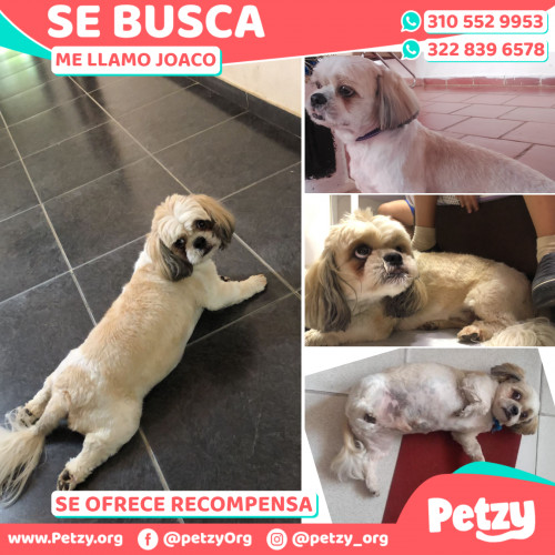 Foto de mascota Joaco