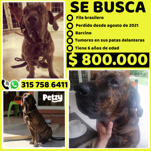 Foto de mascota Barnes