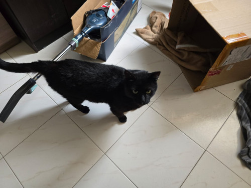 Negrito