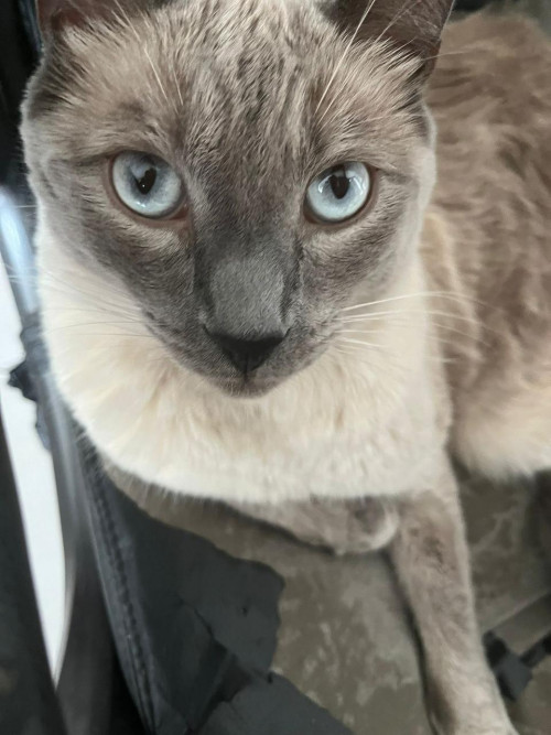 Loki