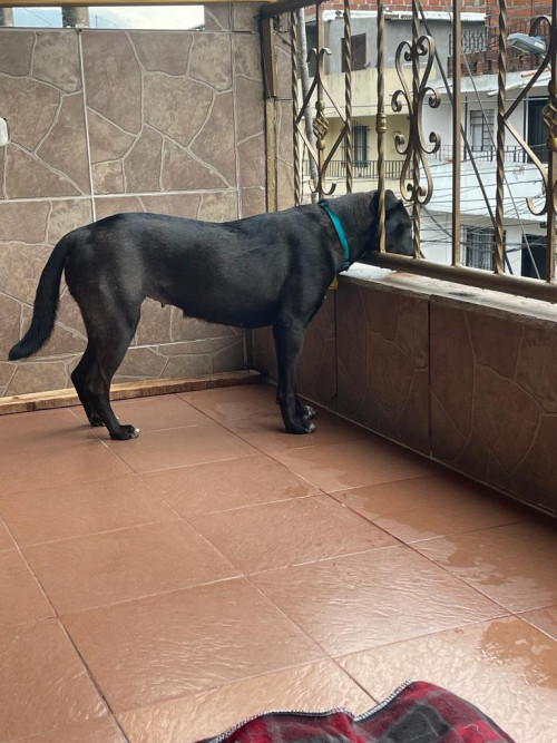Negra