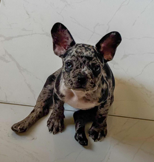 Noah Chinchilla