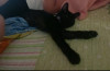 Foto de Oreo en Cartago Valle del Cauca #1