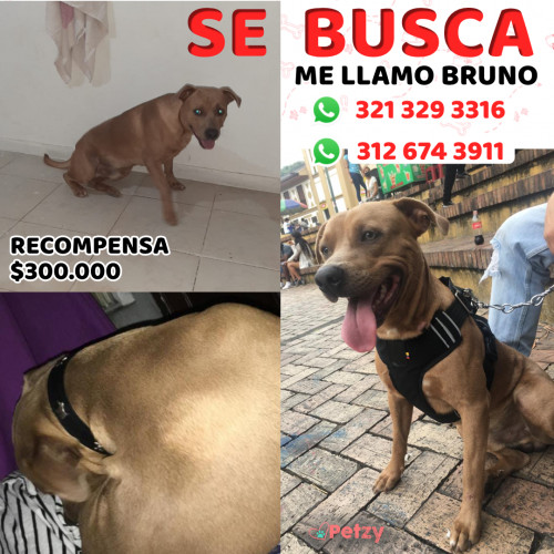 Foto de mascota Bruno