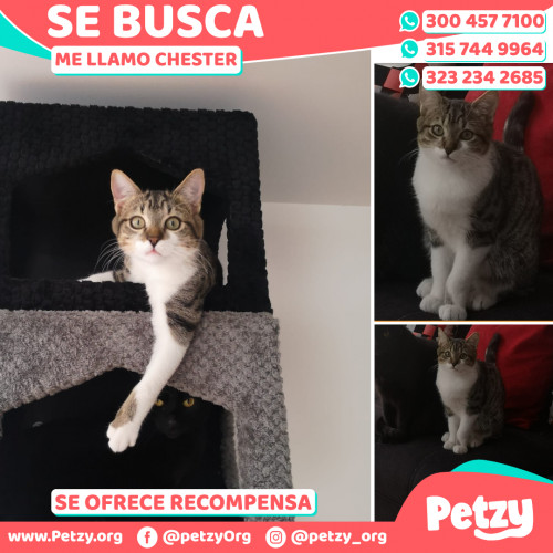 Foto de mascota Chester