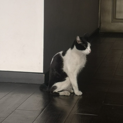 Gatito