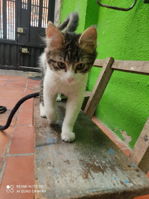Silvestre