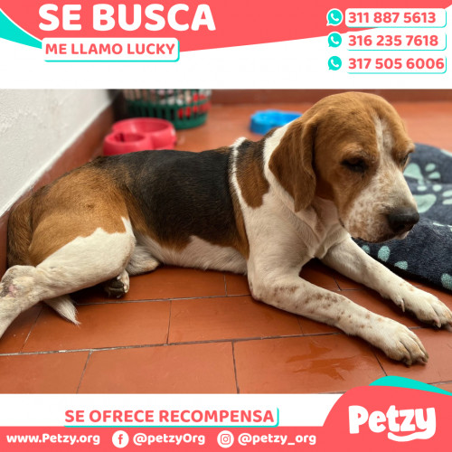 Foto de mascota Lucky