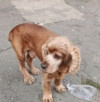 Foto de Bronco en  Bogotá #1