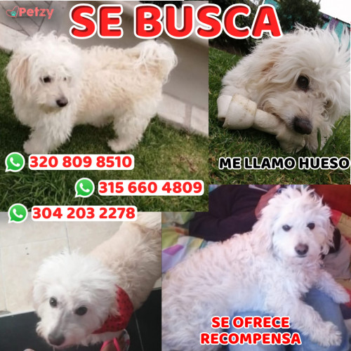 Foto de mascota Hueso