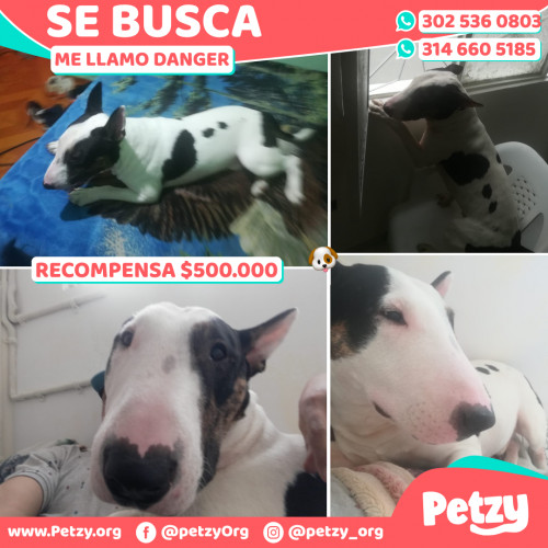 Foto de mascota Danger