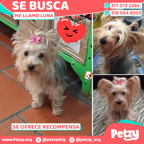 Foto de mascota Luna