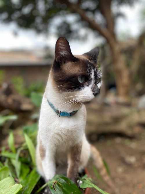 Milo (mailo)