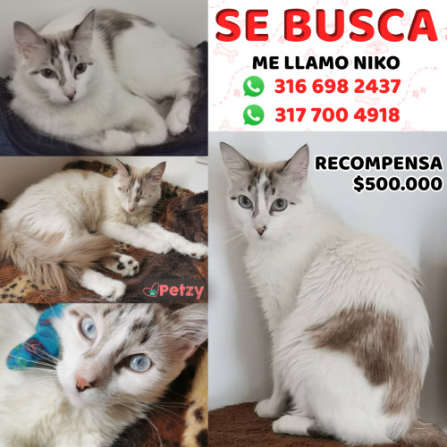 Foto de mascota Niko