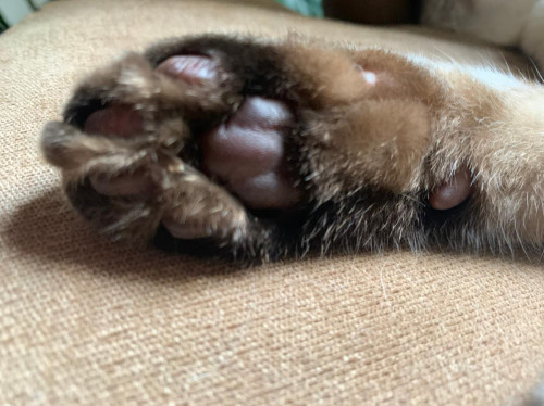 Coco