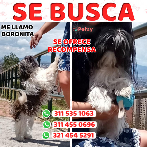 Foto de mascota Boronita