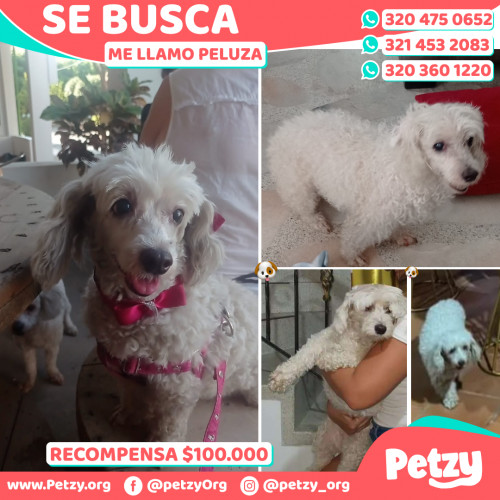 Foto de mascota Peluza