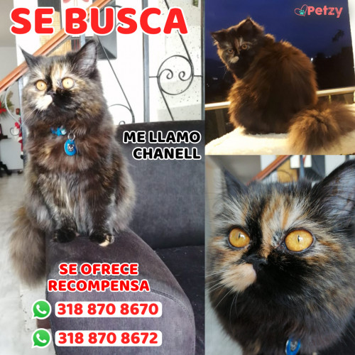 Foto de mascota Chanell