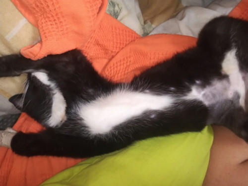 Oreo