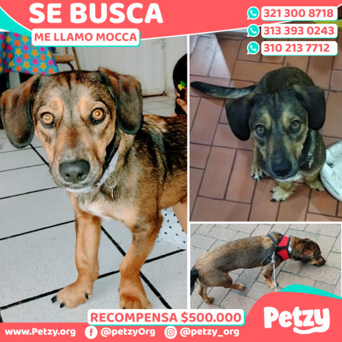 Foto de mascota Mocca