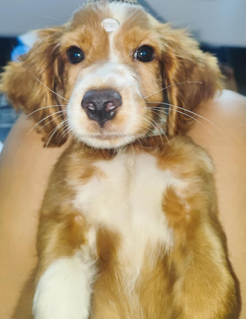 Draco