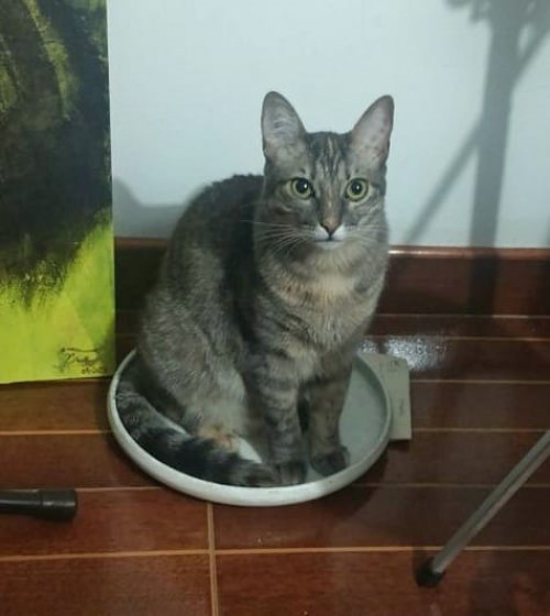 Hoshi (michi)