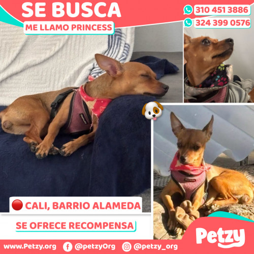 Foto de mascota Princess