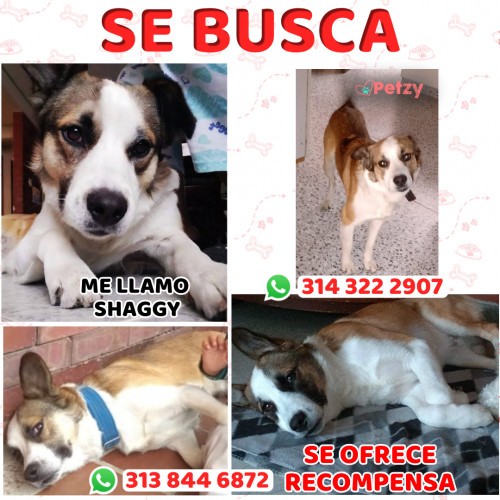 Foto de mascota Shaggy 