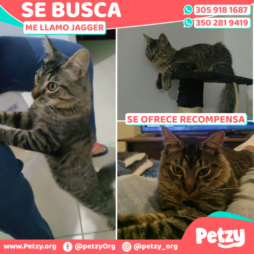 Foto de mascota Jagger