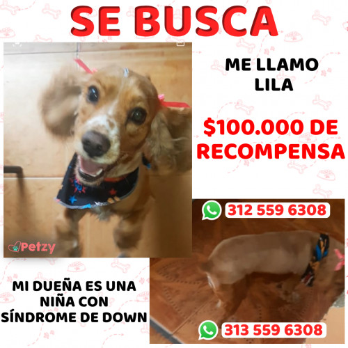 Foto de mascota Lila