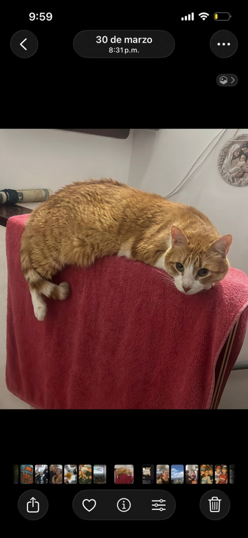 Simon