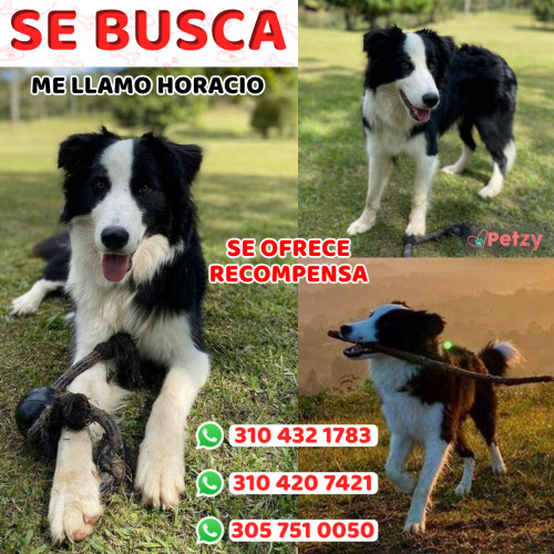 Foto de mascota Horacio