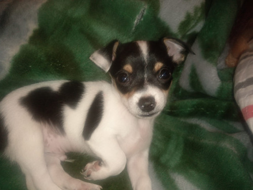 Coki