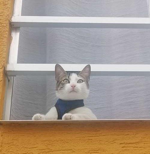 Nico